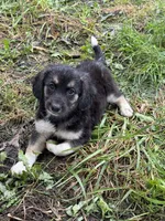 Carmel , a female Miniature Dachshund for sale in Ohioville, PA – 1 of 6