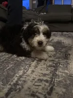 Peter, a male Miniature Bernedoodle for sale in Ohioville, PA – Photo 1 of 6