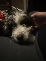 Peter, a male Miniature Bernedoodle for sale in Ohioville, PA – Photo 2 of 6