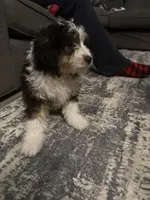 Peter, a male Miniature Bernedoodle for sale in Ohioville, PA – Photo 6 of 6