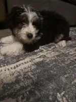 Peter, a male Miniature Bernedoodle for sale in Ohioville, PA – Photo 5 of 6