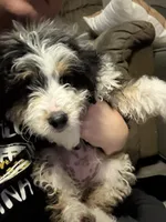 Peter, a male Miniature Bernedoodle for sale in Ohioville, PA – Photo 3 of 6