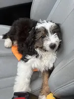 Peter, a male Cockapoo for sale in Ohioville, PA – Photo 3 of 3