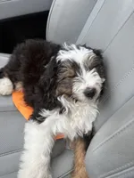 Peter, a male Cockapoo for sale in Ohioville, PA – Photo 2 of 3