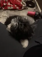 Peter, a male Miniature Bernedoodle for sale in Ohioville, PA – Photo 4 of 6