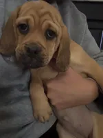 Carmel, a female Puggle for sale in Ohioville, PA – 2 of 2