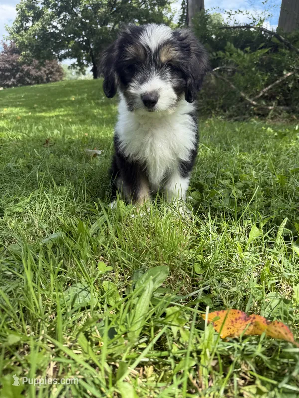 Pumpkin – Miniature Labradoodle puppy for sale in Ohioville, PA
