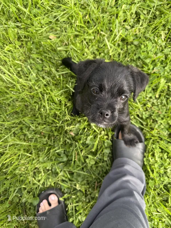 Bucky – Puggle puppy for sale in Ohioville, PA