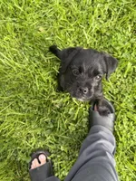 Bucky, a male Puggle for sale in Ohioville, PA – 1 of 5