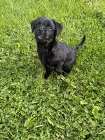 Bucky, a male Puggle for sale in Ohioville, PA – 4 of 5