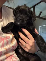 Bucky, a male Puggle for sale in Ohioville, PA – 2 of 5