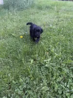Bucky, a male Puggle for sale in Ohioville, PA – 5 of 5