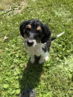Homer, a male Beagle and Dachshund for sale in Ohioville, PA – 5 of 7
