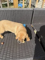 Pumpkin, a male Puggle for sale in Ohioville, PA – 3 of 3