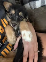 Jewl, a female Miniature Bernedoodle for sale in Ohioville, PA – 4 of 9
