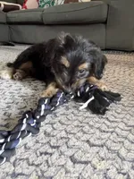 Ghosty, a male Miniature Dachshund for sale in Ohioville, PA – 4 of 7