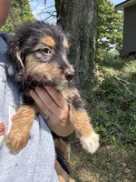 Jewl, a female Dachshund and Miniature Bernedoodle for sale in Ohioville, PA – 5 of 6