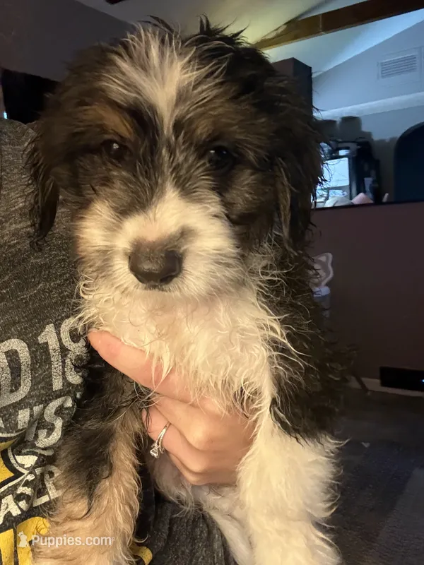Pumpkin – Dachshund puppy for sale in Ohioville, PA