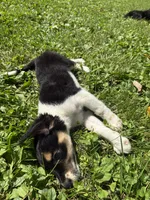 Homer, a male Beagle and Dachshund for sale in Ohioville, PA – 3 of 7