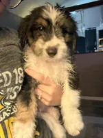 Pumpkin, a male Dachshund for sale in Ohioville, PA – 2 of 3