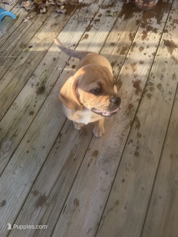 Vamp $50 – Puggle puppy for sale in Ohioville, PA