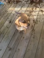 Pumpkin, a male Beagle and Pug for sale in Ohioville, PA – 2 of 7