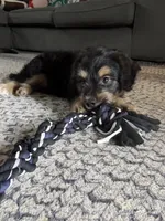 Ghosty, a male Miniature Dachshund for sale in Ohioville, PA – 3 of 7