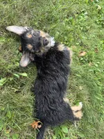 Jewl, a female Miniature Bernedoodle for sale in Ohioville, PA – 8 of 9