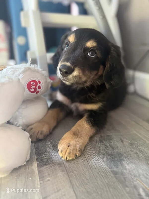 Salem – Miniature Dachshund puppy for sale in Ohioville, PA