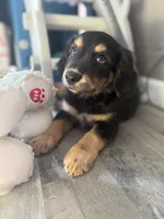 Salem, a male Miniature Dachshund for sale in Ohioville, PA – 6 of 7
