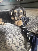 Ghosty, a male Miniature Dachshund for sale in Ohioville, PA – 5 of 7