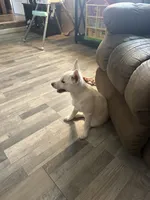 Zues , a male Pomsky for sale in Ohioville, PA – 6 of 7