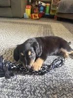 Salem, a male Miniature Dachshund for sale in Ohioville, PA – 7 of 7