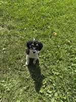 Homer, a male Beagle and Dachshund for sale in Ohioville, PA – 7 of 7