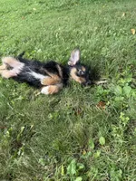 Jewl, a female Miniature Bernedoodle for sale in Ohioville, PA – 9 of 9
