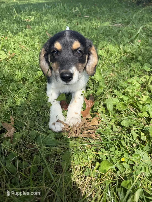 Homer – Beagle, Dachshund puppy for sale in Ohioville, PA