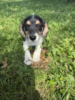 Homer, a male Beagle and Dachshund for sale in Ohioville, PA – 1 of 7