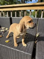 Pumpkin, a male Puggle for sale in Ohioville, PA – 2 of 3