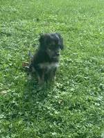 Jewl, a female Dachshund and Miniature Bernedoodle for sale in Ohioville, PA – 2 of 6
