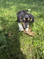 Homer, a male Beagle and Dachshund for sale in Ohioville, PA – 2 of 7