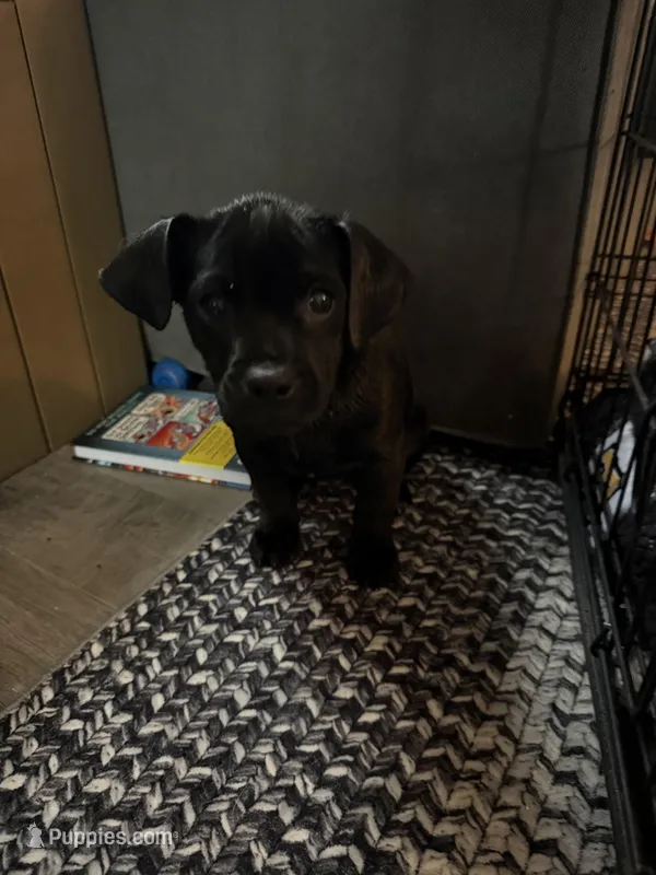 Bean – Puggle puppy for sale in Ohioville, PA