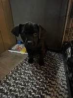 Bean, a male Puggle for sale in Ohioville, PA – 1 of 5