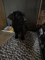 Bean, a male Puggle for sale in Ohioville, PA – 2 of 5
