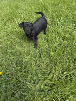 Bean, a male Puggle for sale in Ohioville, PA – 4 of 5