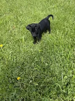 Bean, a male Puggle for sale in Ohioville, PA – 3 of 5