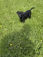 Bean, a male Puggle for sale in Ohioville, PA – 5 of 5