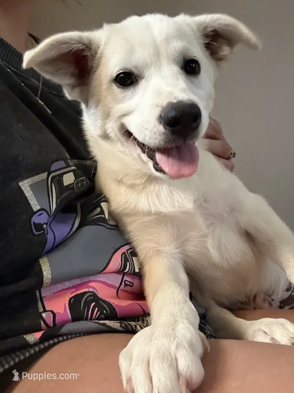 Floppsy tator – German Shepherd Dog puppy for sale in Ohioville, PA