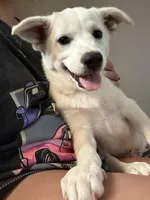 Floppsy tator, a male German Shepherd Dog for sale in Ohioville, PA – 1 of 4
