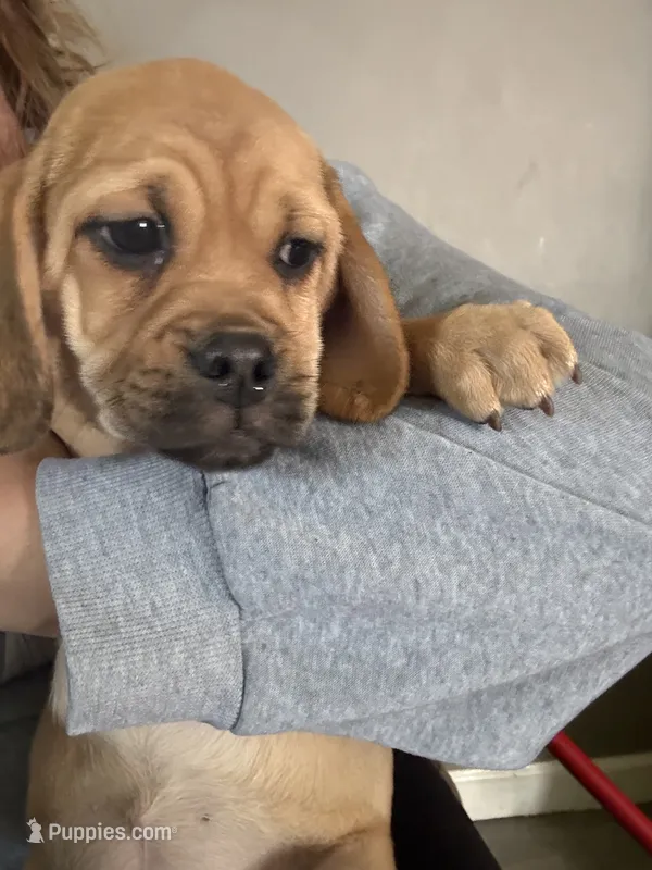 Carmel – Puggle puppy for sale in Ohioville, PA