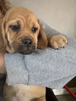 Carmel, a female Puggle for sale in Ohioville, PA – 1 of 2